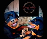 Small breeder photo
