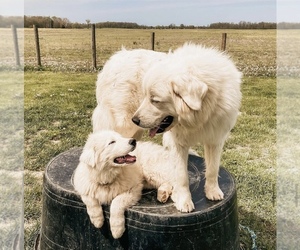 Great Pyrenees Dog Breeder near NEW PALESTINE, IN, USA