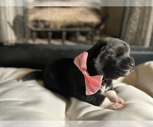 Medium Photo #33  Breeder Profile in MCDONOUGH, GA, USA