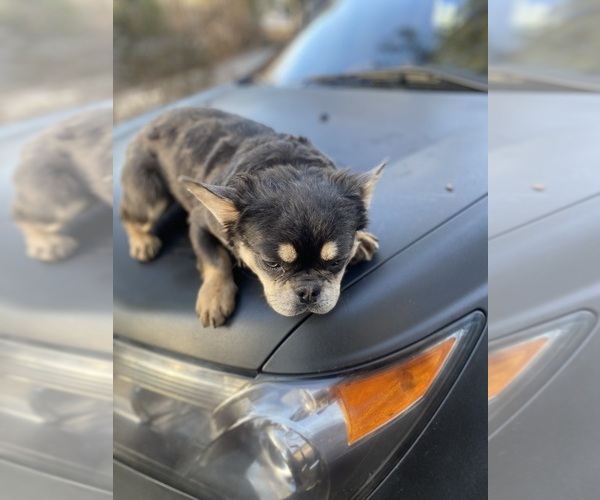 Medium Photo #4  Breeder Profile in SNELLVILLE, GA, USA