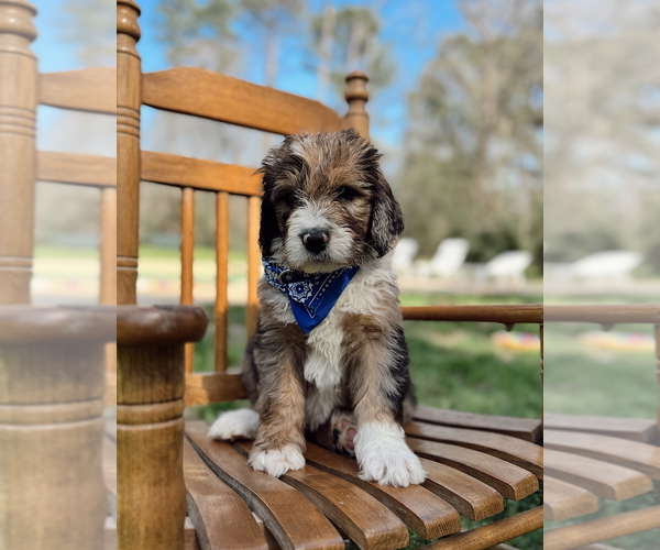 Medium Photo #11  Breeder Profile in MAGNOLIA, TX, USA