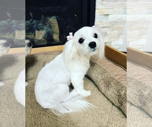 Maltese Dog Breeder near BAKERSFIELD, CA, USA