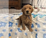 Small #21 Breeder Profile image