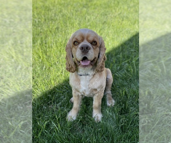 Medium Photo #1  Breeder Profile in PORTERVILLE, CA, USA