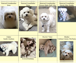 Coton de Tulear Dog Breeder near LISLE, IL, USA