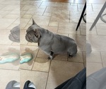Small #33 Breeder Profile image