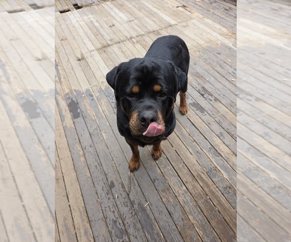 Medium Photo #2  Breeder Profile in IDANHA, OR, USA