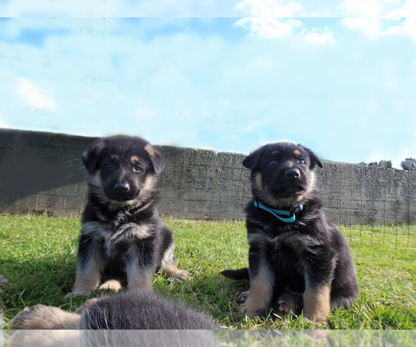 Medium Photo #1  Breeder Profile in RIDGEFIELD, WA, USA