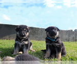 Small breeder photo