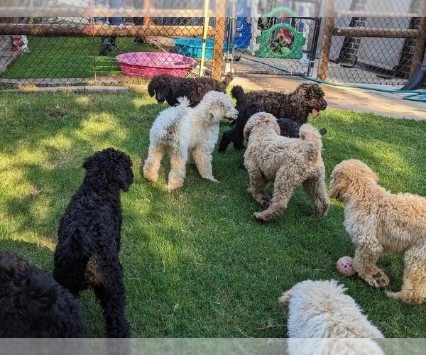 Medium Photo #9  Breeder Profile in SAND SPRINGS, OK, USA