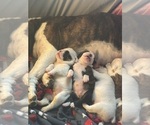 Small #11 Breeder Profile image