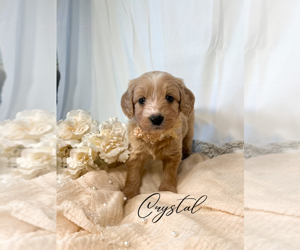 Medium Photo #10  Breeder Profile in RIVERTON, UT, USA