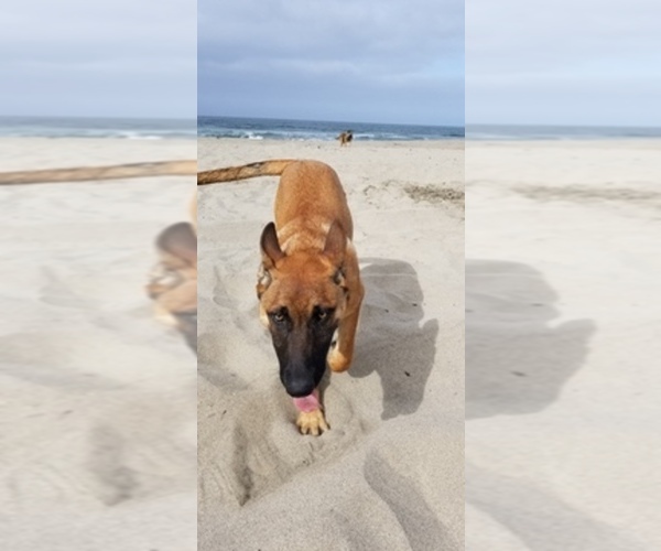 Medium Photo #1  Breeder Profile in SANTA CRUZ, CA, USA