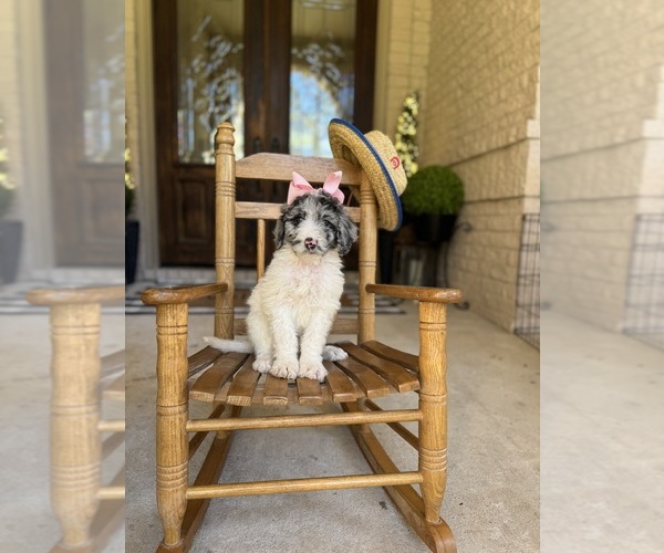 Medium Photo #14  Breeder Profile in MAGNOLIA, TX, USA