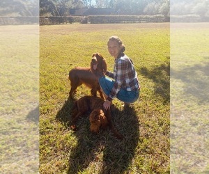 Irish Doodle Dog Breeder near SUMTERVILLE, FL, USA