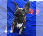 Small Photo #1  Breeder Profile in SLIDELL, LA, USA