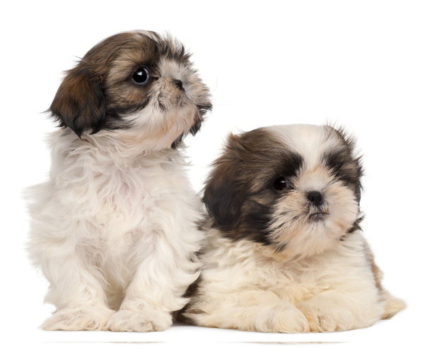Medium Photo #1  Breeder Profile in MONROE, LA, USA