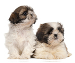 Small breeder photo
