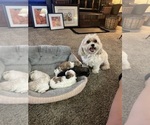 Small breeder photo