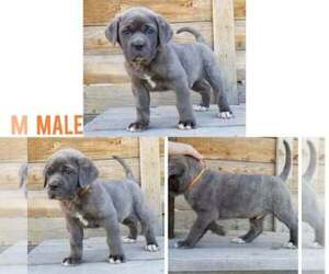 Cane Corso Dog Breeder near OLNEY SPRINGS, CO, USA