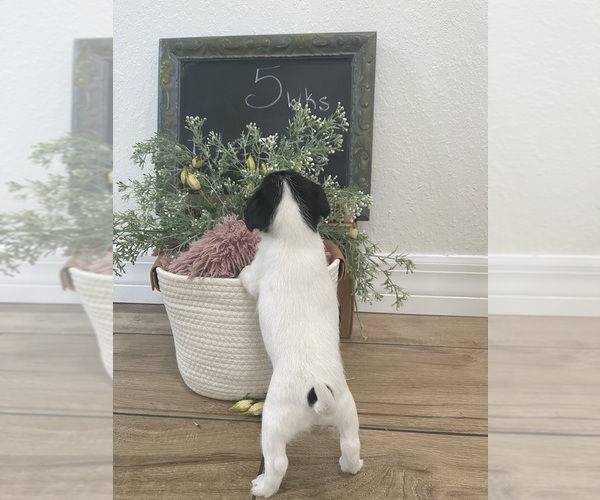 Medium Photo #6  Breeder Profile in OSTEEN, FL, USA