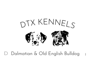 Olde English Bulldogge Dog Breeder near WYLIE, TX, USA