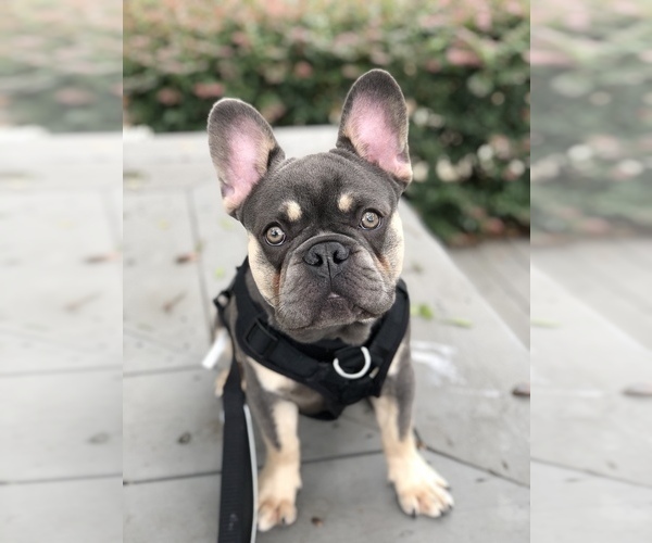 Medium Photo #4  Breeder Profile in PALM BAY, FL, USA