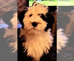 Small #41 Breeder Profile image