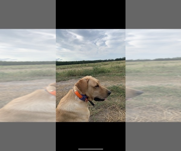 Medium Photo #7  Breeder Profile in GREENVILLE, NC, USA