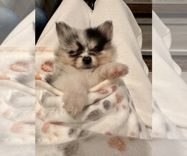 Medium Photo #8  Breeder Profile in CAVE CREEK, AZ, USA
