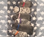 Small breeder photo