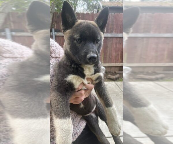 Medium Photo #1  Breeder Profile in SACRAMENTO, CA, USA