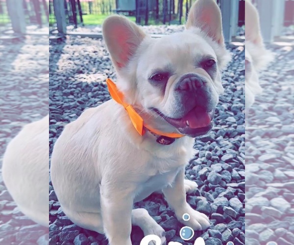 Medium Photo #6  Breeder Profile in HICKORY, NC, USA