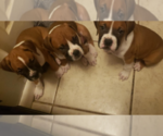 Small breeder photo