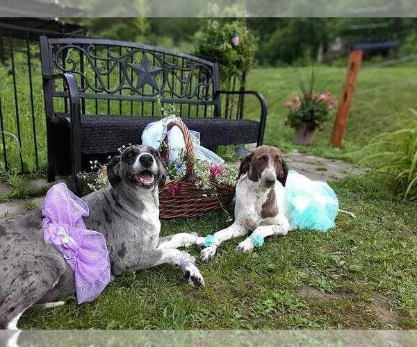Medium Photo #19  Breeder Profile in MILLVILLE, MN, USA