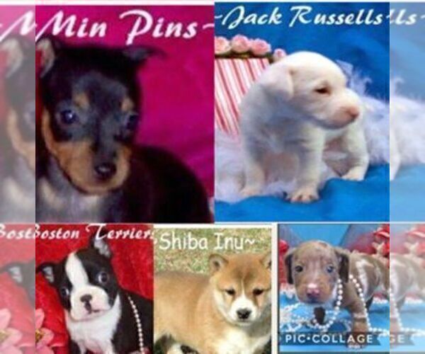 Medium Photo #3  Breeder Profile in CLAREMORE, OK, USA