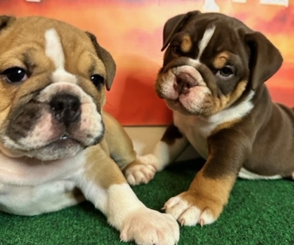 Medium Photo #1  Breeder Profile in DAYTON, OH, USA
