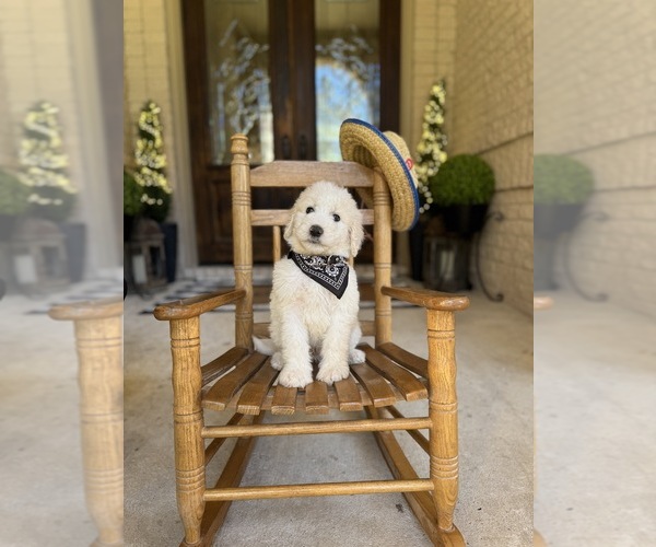 Medium Photo #19  Breeder Profile in MAGNOLIA, TX, USA