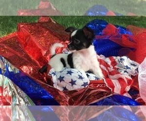 French Bullhuahua Dog Breeder near RAWSONVILLE, MI, USA