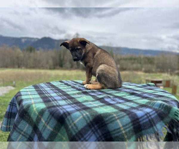 Medium Photo #2  Breeder Profile in DEMING, WA, USA