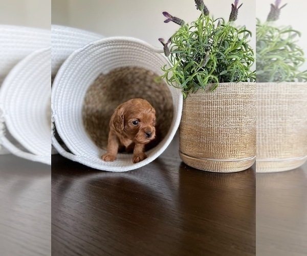 Medium Photo #1  Breeder Profile in LIBERTY LAKE, WA, USA