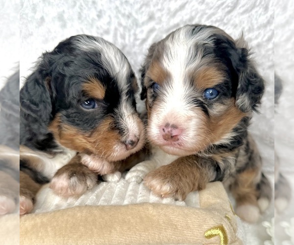 Medium Photo #46  Breeder Profile in BAKERSFIELD, CA, USA