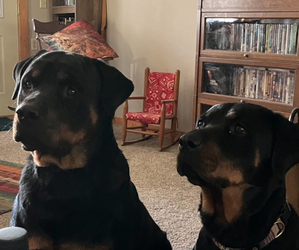 Rottweiler Dog Breeder near WHITNEY, NE, USA