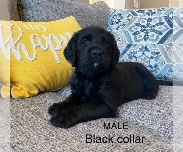 Medium Photo #1  Breeder Profile in ROWLETT, TX, USA