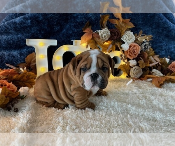 Medium Photo #7  Breeder Profile in OOLOGAH, OK, USA