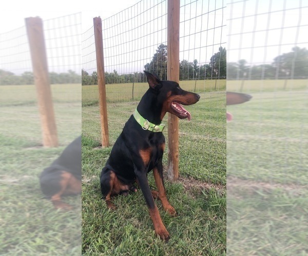 Medium Photo #3  Breeder Profile in CORRIGAN, TX, USA