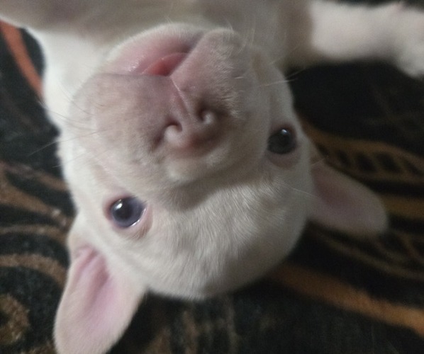 Medium Photo #2  Breeder Profile in LEXINGTON, KY, USA
