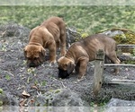 Small #16 Breeder Profile image