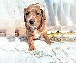 Small #16 Breeder Profile image