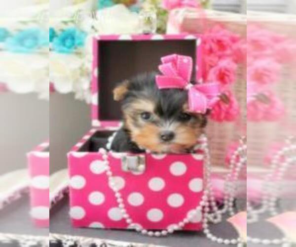 Medium Photo #1  Breeder Profile in FORT LAUDERDALE, FL, USA